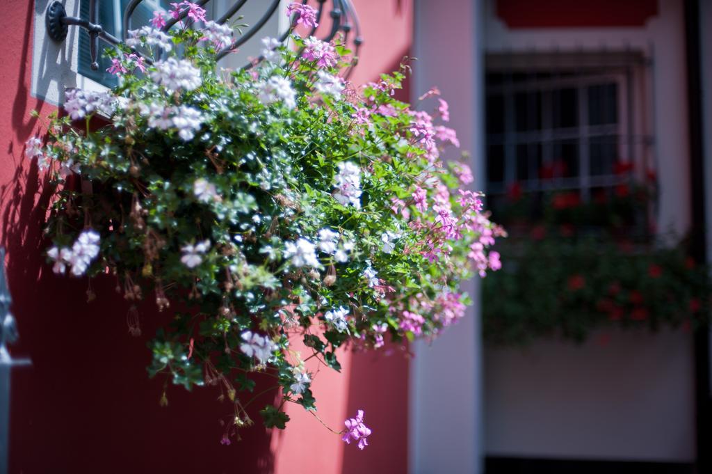 B&B Il Pettirosso Malonno Kültér fotó